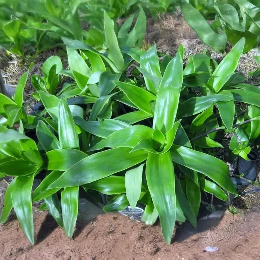2 Callisia Fragrans / Home Ginseng Unrooted Plants - Unique Indoor Houseplant for Easy Care