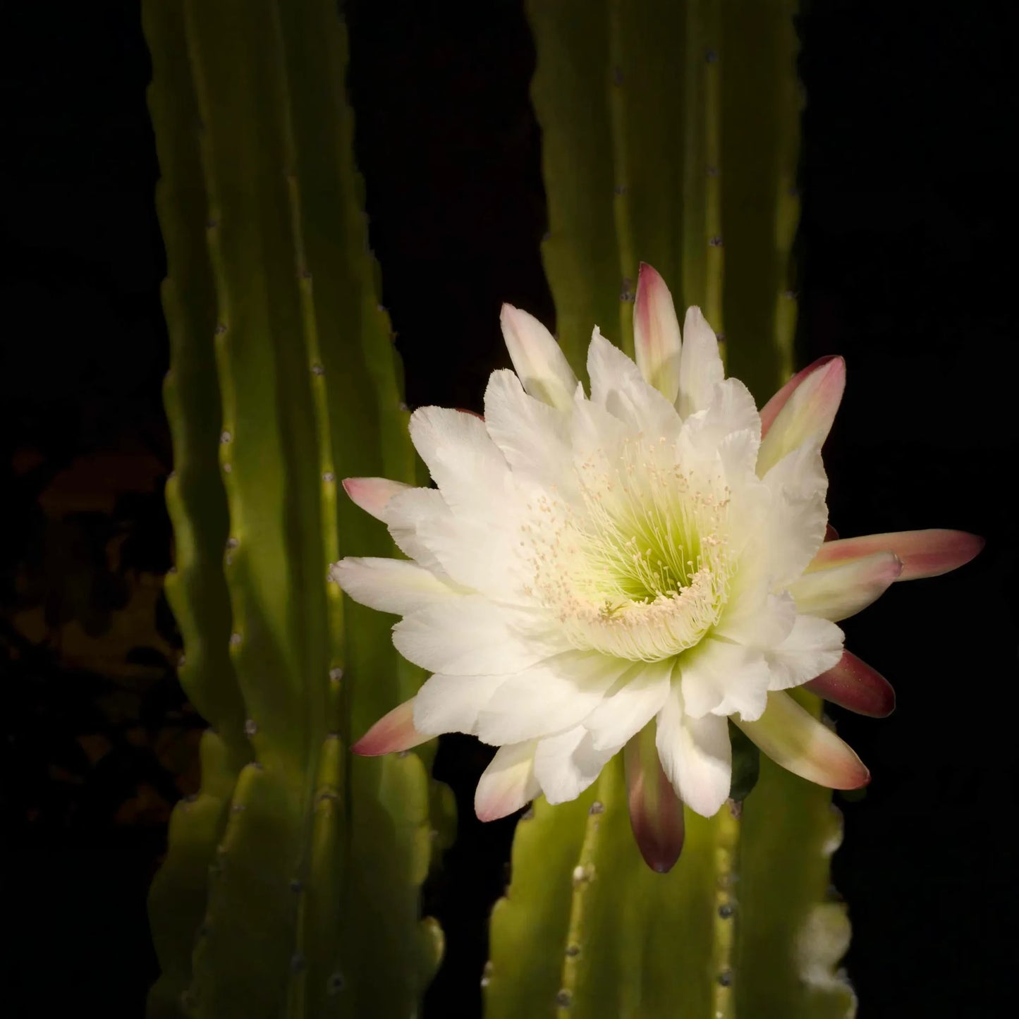 Queen of the Night Cactus Cutting, Epiphyllum oxypetalum, Unrooted 3-Leaf Stem, Fragrant Night Bloom, USDA Zones 10-12, Houseplant