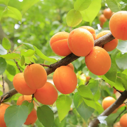 6 Manchurian Apricot Unrooted Cuttings (Prunus armeniaca) Organic Hardwood Scion Wood - Ideal for Grafting, Apricot Tree Propagation