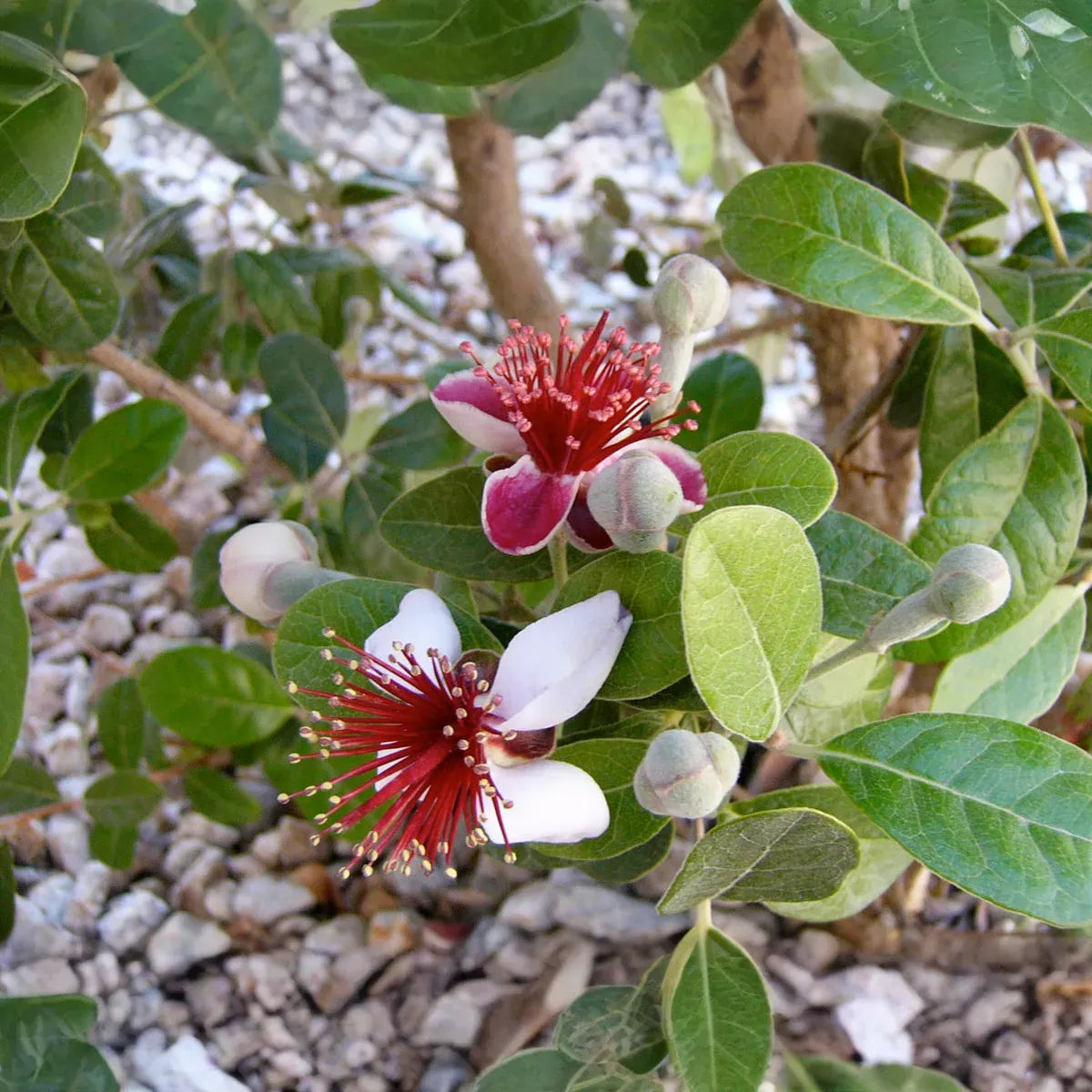 Pineapple Guava Tree Cuttings, Acca sellowiana, Self-Fertile, USDA Zones 8-11, Evergreen, Edible Flowers and Fruit