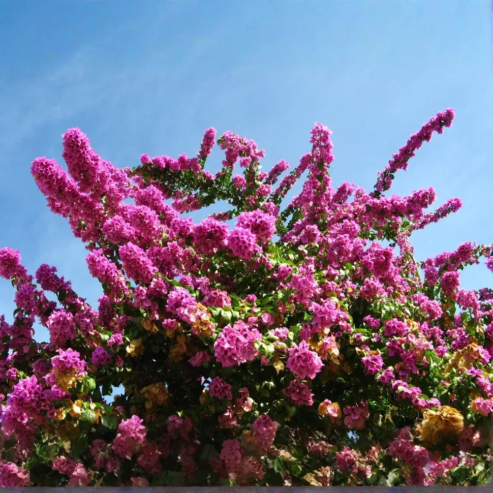 Bougainvillea spectabilis, 6" Fuchsia Pink Unrooted Cuttings, Tropical Vine, USDA Zones 9-11