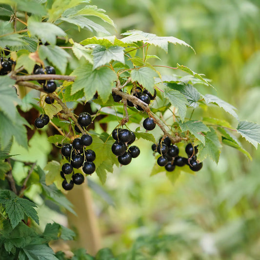 Black Currant Cuttings - 12 Live 10" Stems, Ribes nigrum, Fruit Bush Propagation