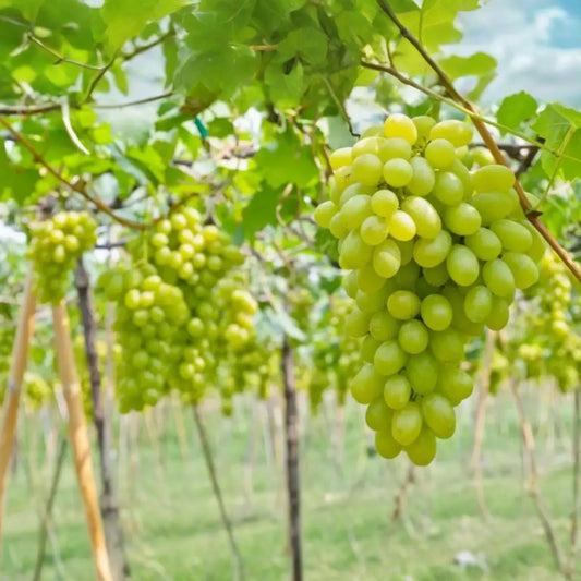 Cotton Candy Grape Cuttings, 4 Hardwood Vine Clippings, Unrooted, Sweet Fruit, USDA Zones 7-10
