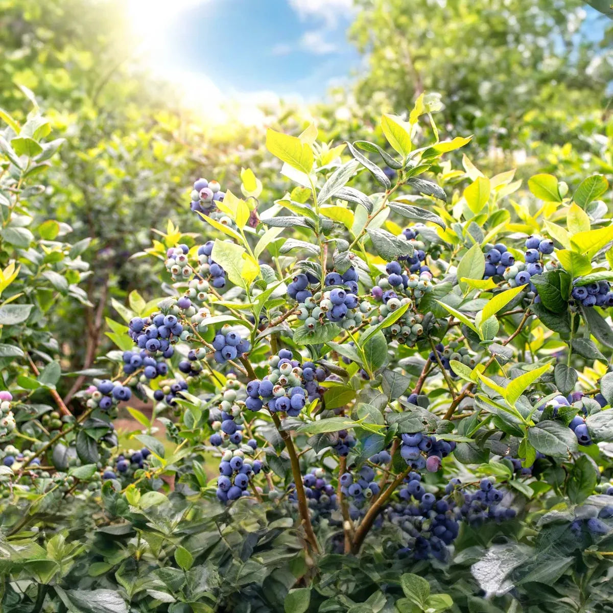 Blueberry Plants - Rooted Cuttings 1-2 Yrs Old - Early/Mid/Late Season - Duke, Bluecrop, Jersey Varieties - USA Grown
