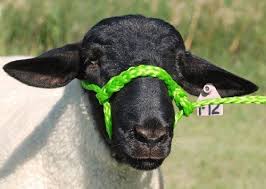 HALTER - SHEEP HOLDING - LIME GREEN
