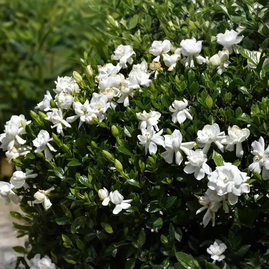 12 Unrooted Cuttings Old Southern Gardenia, 63-Year-Old Plant, Fragrant Flowers, Ideal for Propagation, Grow Your Own Gardenia Plant