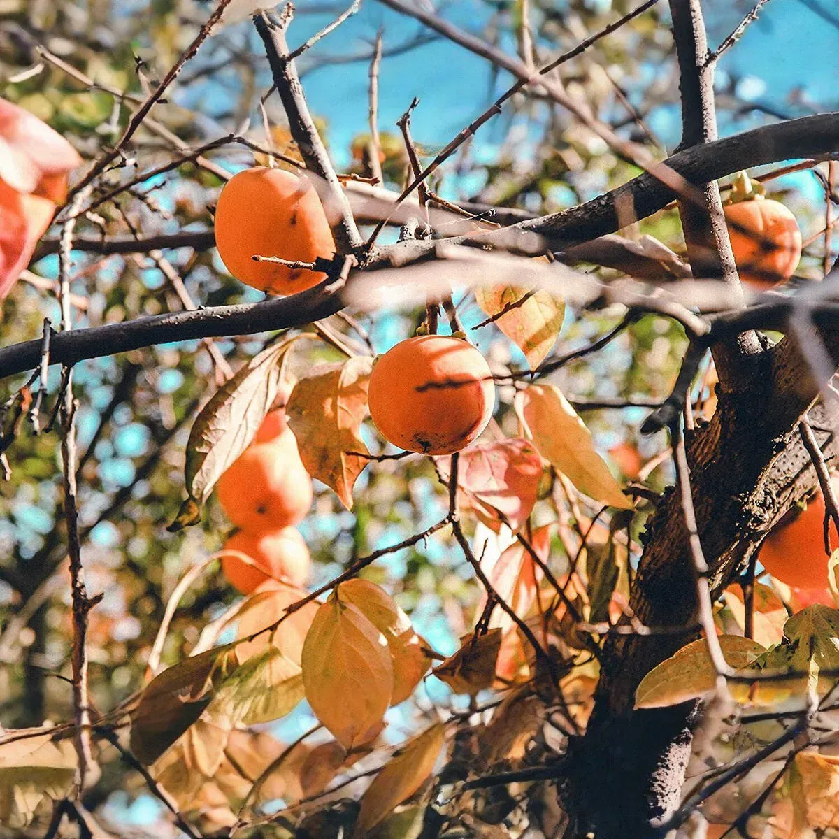 10 Persimmon Tree Seeds - Diospyros virginiana | Sugar Plum Fruit Tree | Cold-Hardy Native Tree for Home Orchard & Wildlife