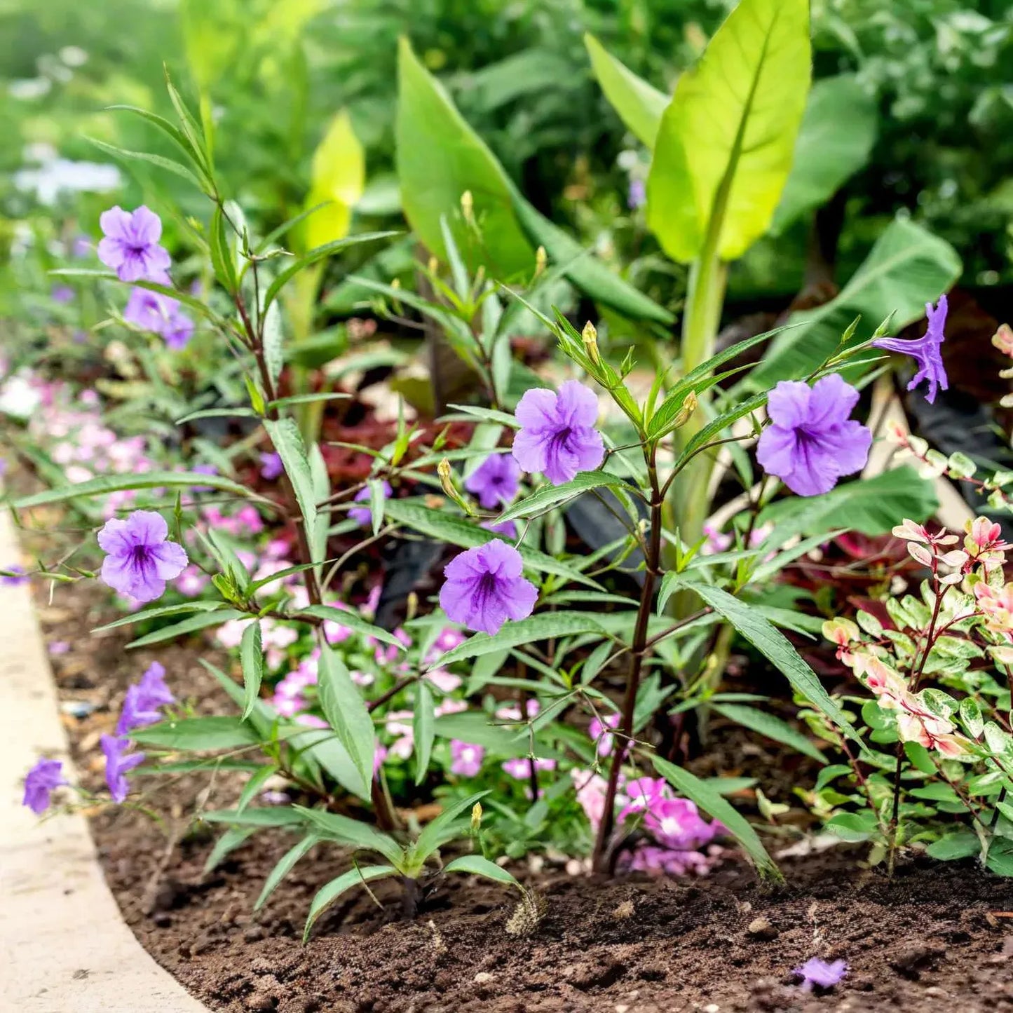 10 Rooted Cuttings Mexican Petunia (Ruellia simplex) - Purple Perennial Flowers - Mexican Bluebell or Britton's Wild Petunia for Garden