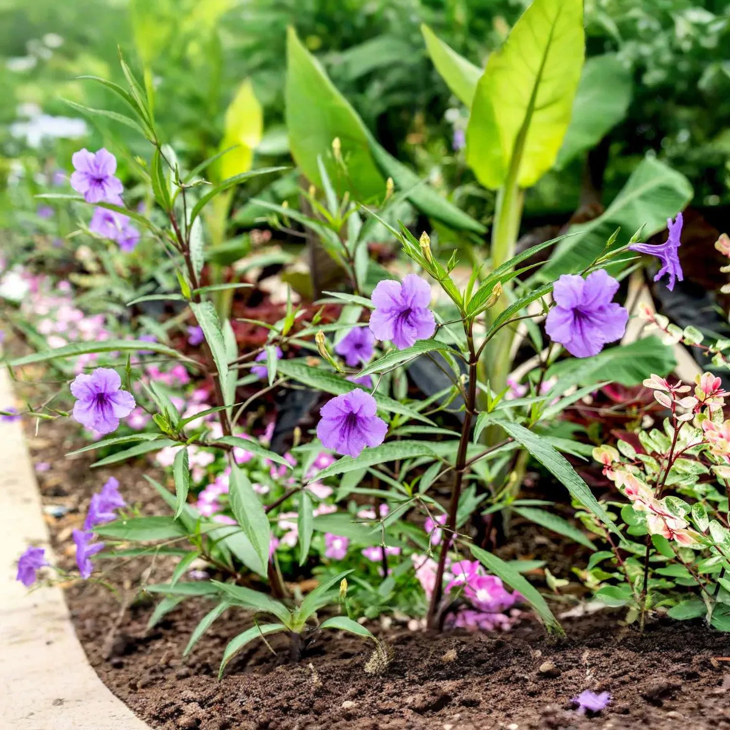 10 Rooted Cuttings Mexican Petunia (Ruellia simplex) - Purple Perennial Flowers - Mexican Bluebell or Britton's Wild Petunia for Garden