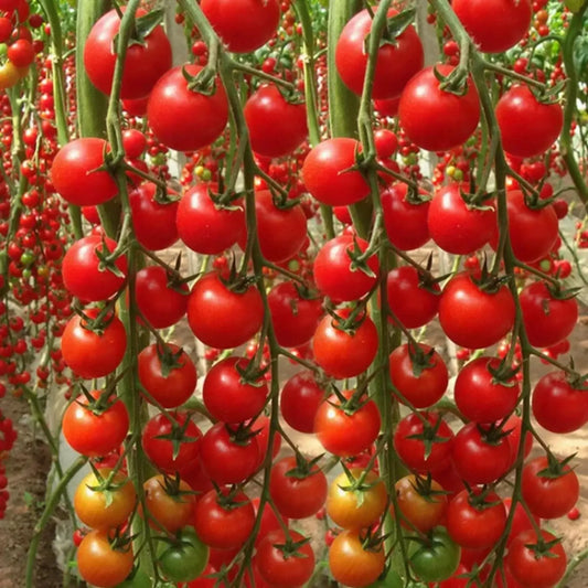 200 Seeds Waterfall Tomato - Heirloom, Non-GMO, High-Yield Cherry Tomato - Sweet & Juicy - Perfect for Gardens, Containers