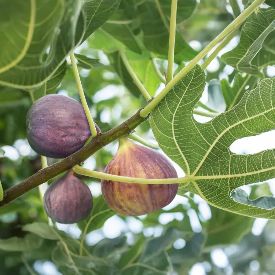 6 Brunswick Fig Tree Unrooted Cuttings 6-8" - Ficus Carica, Sweet Fruit, Easy to Grow, Starter Plant