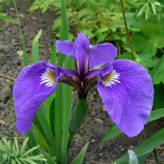 Iris setosa Seeds - 100 Count - Alaska Wild Harvested - Purple-Blue Flowers - Zone 3-9