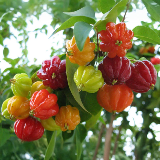 Surinam Cherry Cuttings, Eugenia uniflora, 6 Live Clippings, Tropical Fruit Plant, USDA Zones 9-11