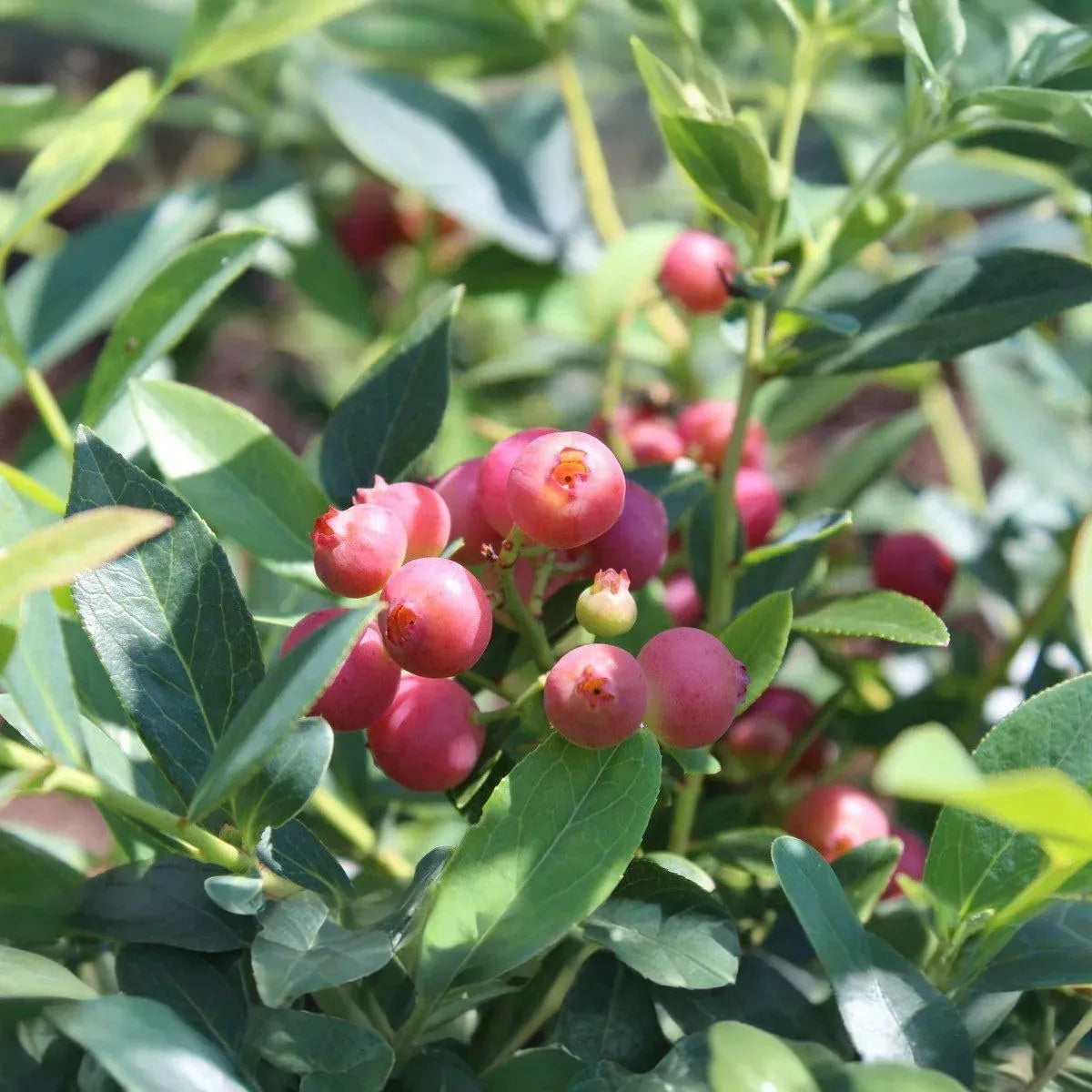 3 Pink Lemonade Blueberry Plants - Vaccinium Rabbiteye | Live Starter Plants | Edible Fruit Bushes for Gardens & Containers