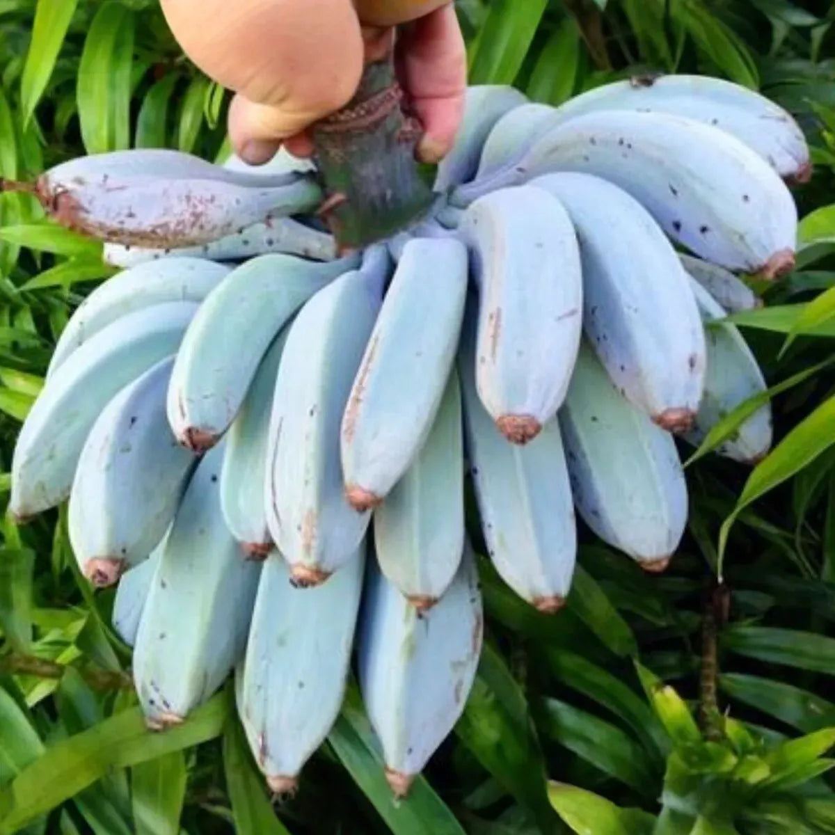 1 Musa Ice Cream (Blue Java) Banana Tree - Small Live Rooted Starter Plant, Tropical Blue Bananas, Unique Fruit, Home Garden or Containers