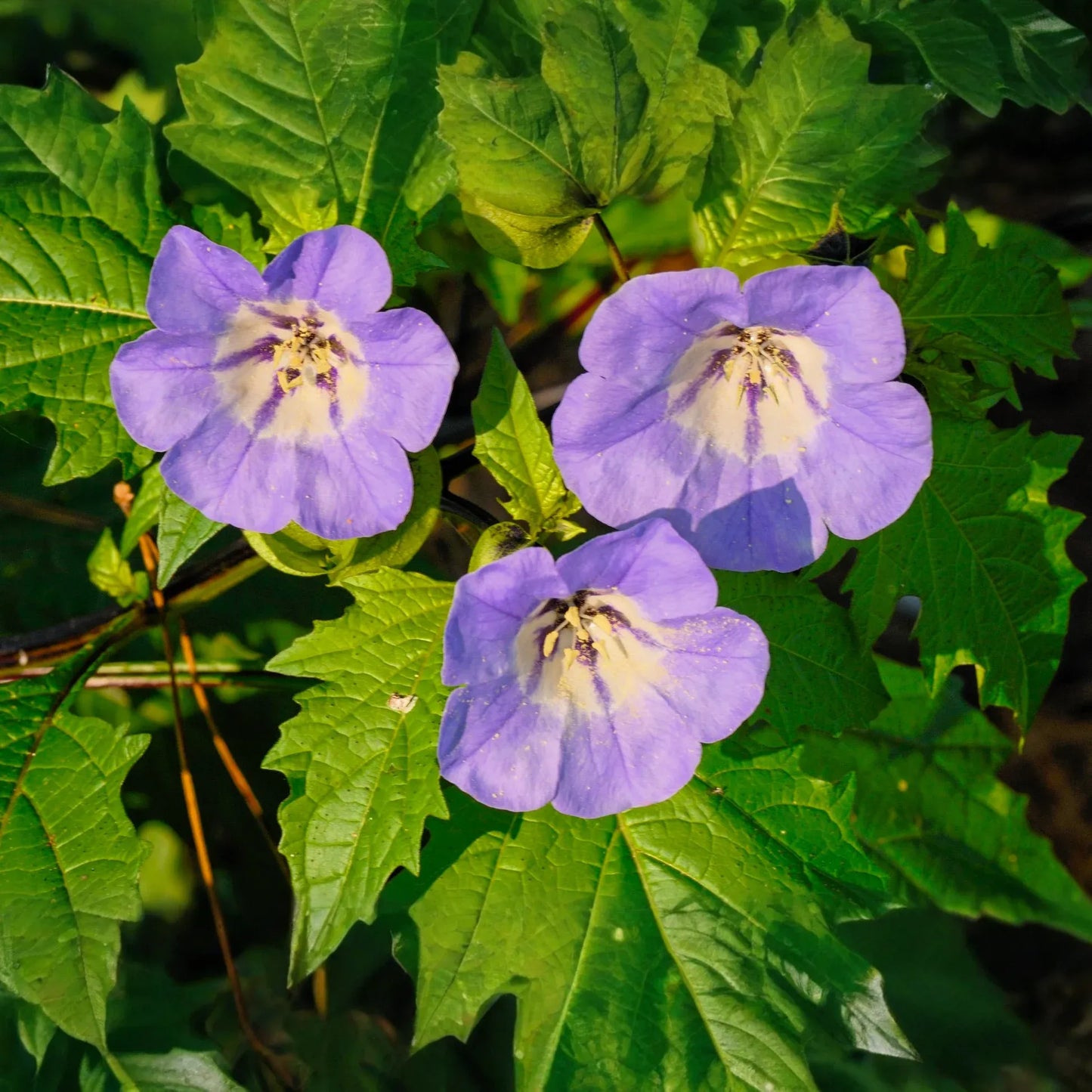 Nicandra physalodes Seeds - 100 Count - Apple of Peru - Annual Flower - Alaska Grown