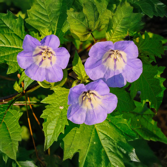 Nicandra physalodes Seeds - 100 Count - Apple of Peru - Annual Flower - Alaska Grown
