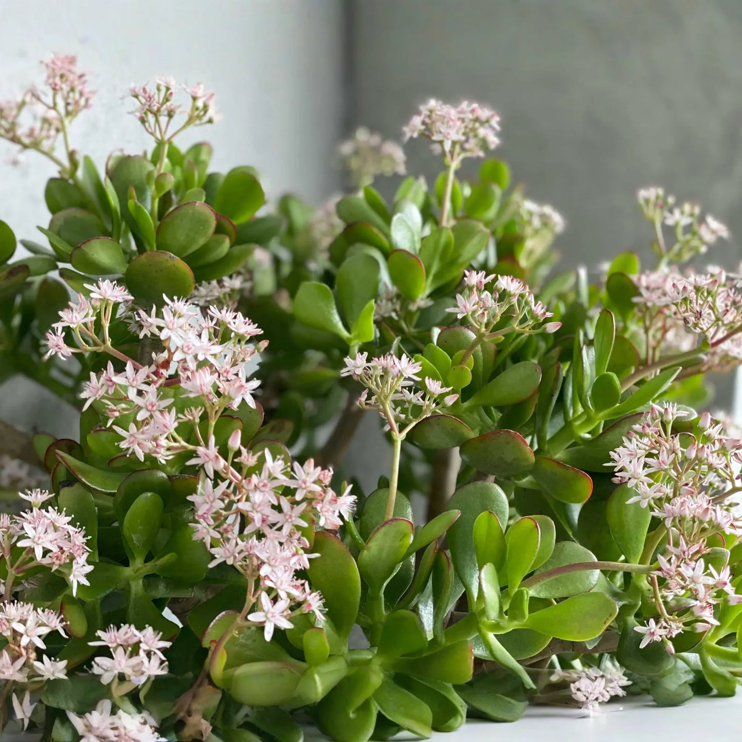 Jade Plant Cuttings - 2 Pack - Crassula ovata - Easy Care Succulent - Houseplant Propagation - 3-5" Unrooted Stems