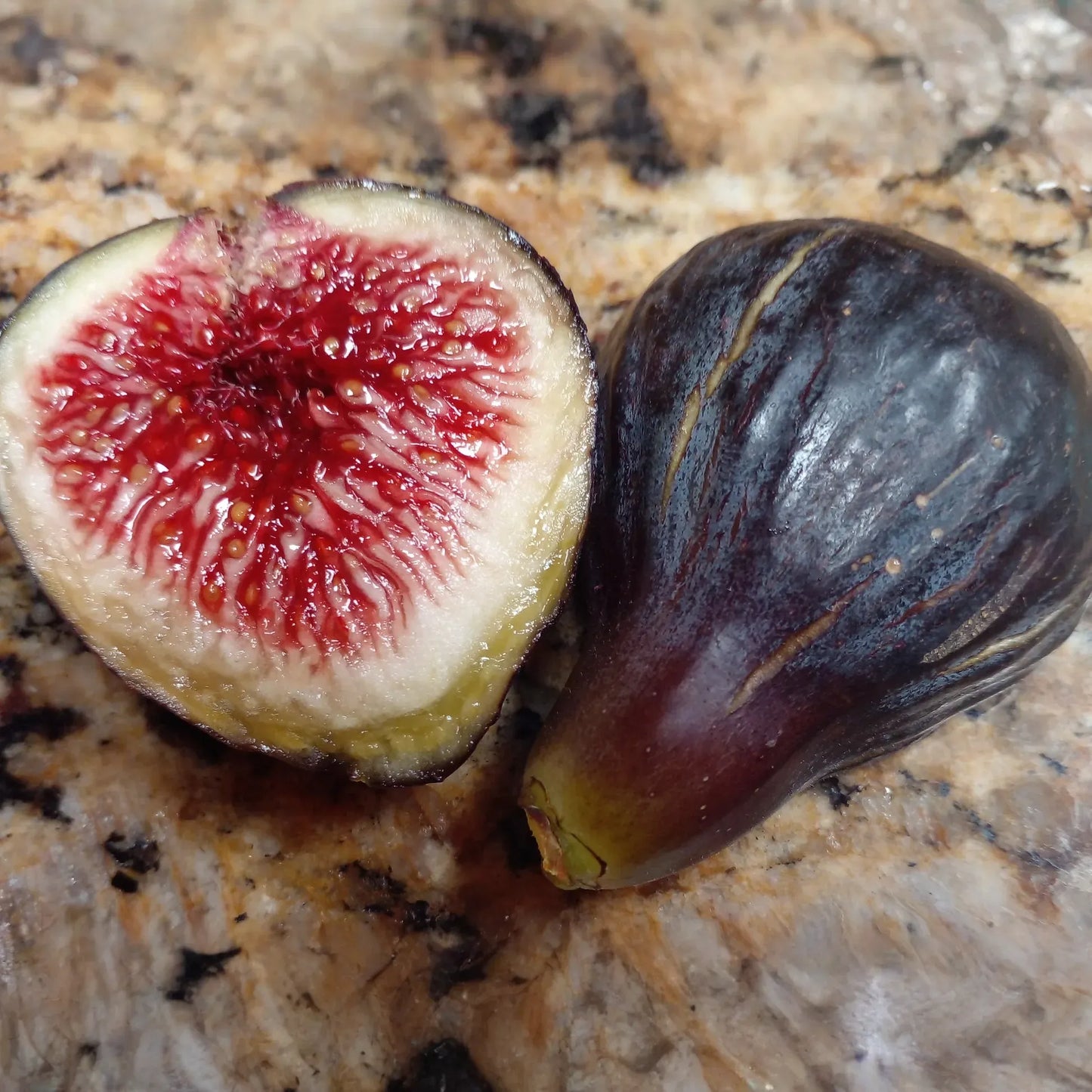 Black Madeira Fig Cuttings - 2 Live Cuttings, Ficus carica, Includes Willow Water