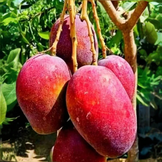 5 RED MANGO Fruit Tree Scion Unrooted Cuttings for Rooting or Grafting - Mangifera indica, Tropical Fruit, Sweet Red Mango