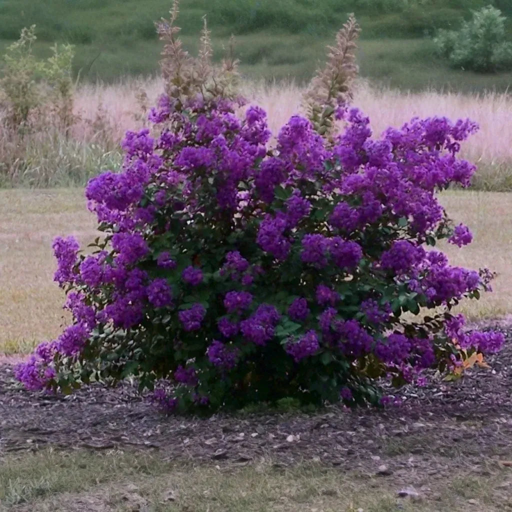 Dark Purple Crepe Myrtle Plants (Lagerstroemia), 2 Rooted Cuttings, 6" Tall, Deciduous Shrub/Tree, USDA Zones 7-9