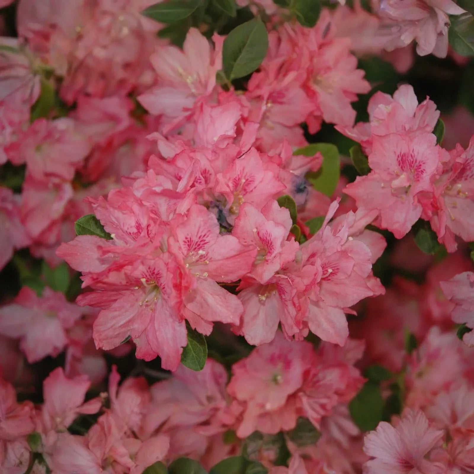 Hampton Beauty Azalea Rhododendron - Deciduous Starter Plant, 2-8 Inches Tall, in Nursery Pot