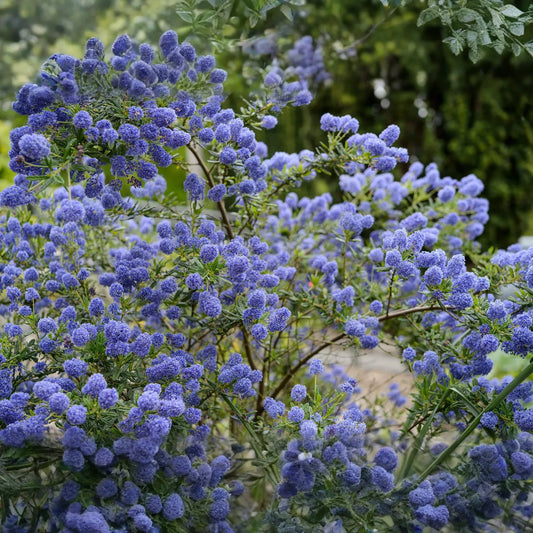 Ceanothus California Lilac Cuttings - 3 Unrooted 6" Stems, Fragrant Blue Blooms, Drought-Tolerant, Nitrogen-Fixing, Zones 8-10, Deer-Resistant