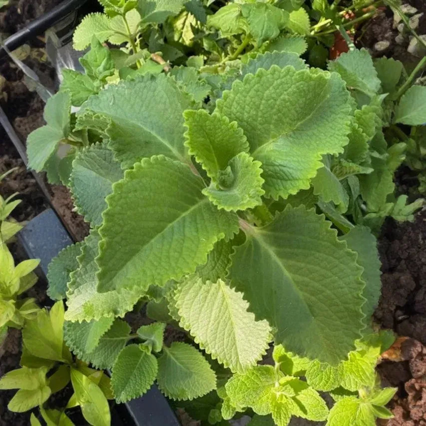 Plectranthus amboinicus Cuttings - Cuban Oregano - Spanish Thyme - 3 Extra Cuttings - Fragrant Herb