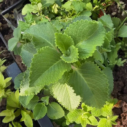 Plectranthus amboinicus Cuttings - Cuban Oregano - Spanish Thyme - 3 Extra Cuttings - Fragrant Herb