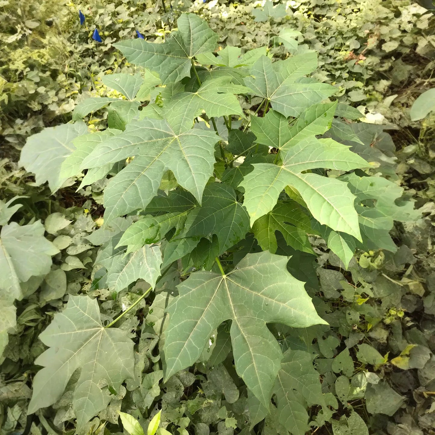 Maple Leaf Chaya Cuttings - SM Flat Rate Box (12-15 Pcs), Superfood Spinach Tree, Drought-Resistant, Easy to Grow, Nutrient-Rich Leaves
