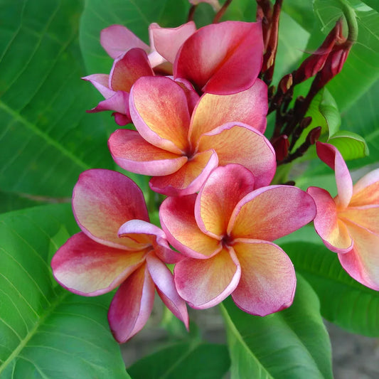 1 Orange Rainbow Plumeria 8-12" Unrooted Cutting | Frangipani Flower, Tropical Plant for Garden & Home