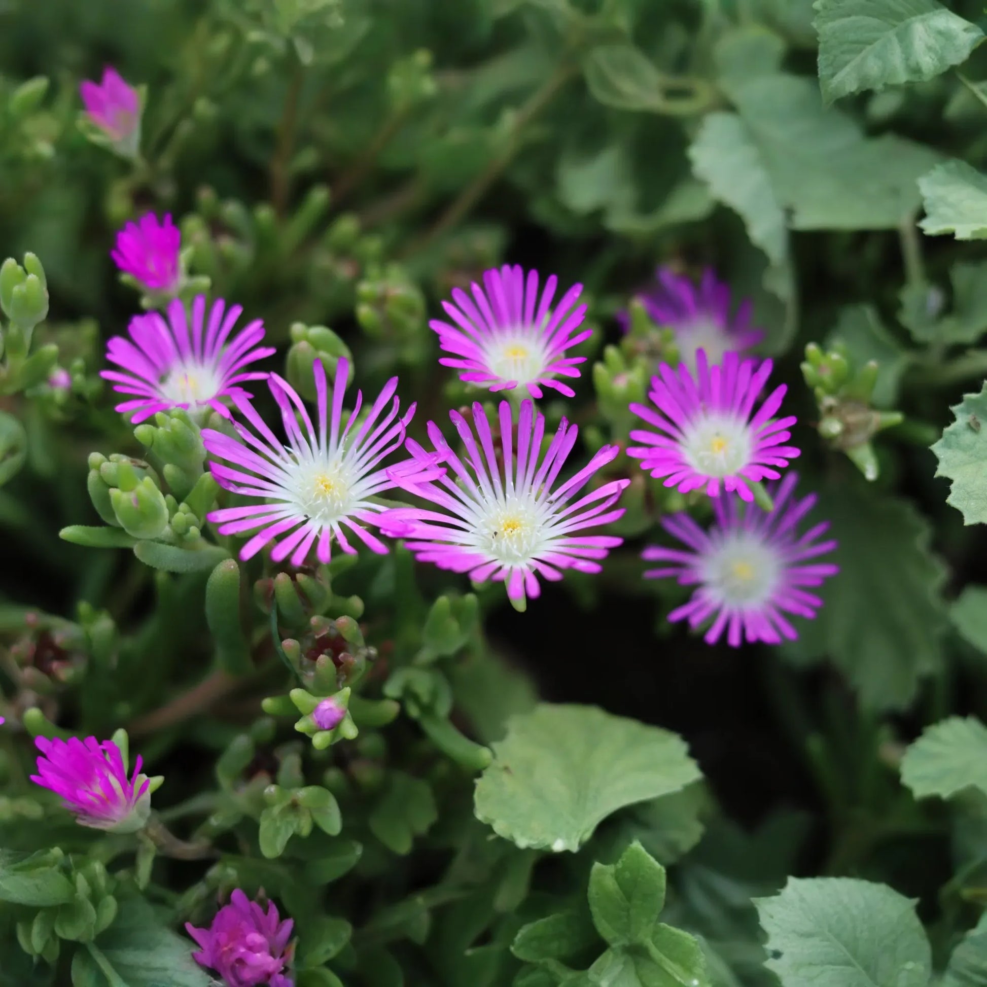 Delosperma Cuttings, 5 Stem Pieces, Purple-Pink Ground Cover, Drought Tolerant Succulent, USDA Zones 6-9