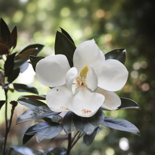 Southern Magnolia Cuttings - 8 Woody Stems for Rooting, Heirloom Tree, Fragrant White Blooms, Evergreen Foliage, Zones 6-10, Easy to Grow