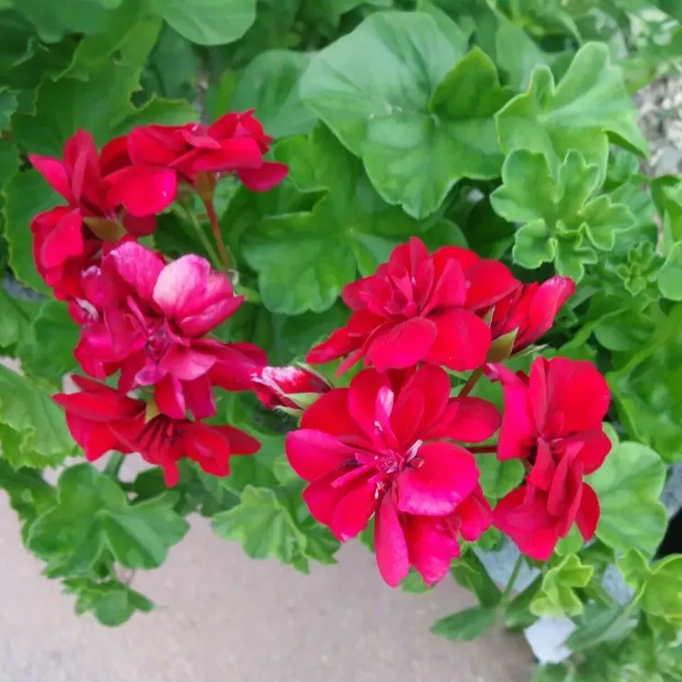 Rose Red Citronella Ivy Geranium - 3 Fresh 6" Starter Cuttings, Fragrant Blooms, Drought Tolerant, Zones 5-10, Container/Hanging Basket Plant