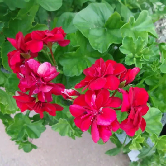 Rose Red Citronella Ivy Geranium - 3 Fresh 6" Starter Cuttings, Fragrant Blooms, Drought Tolerant, Zones 5-10, Container/Hanging Basket Plant