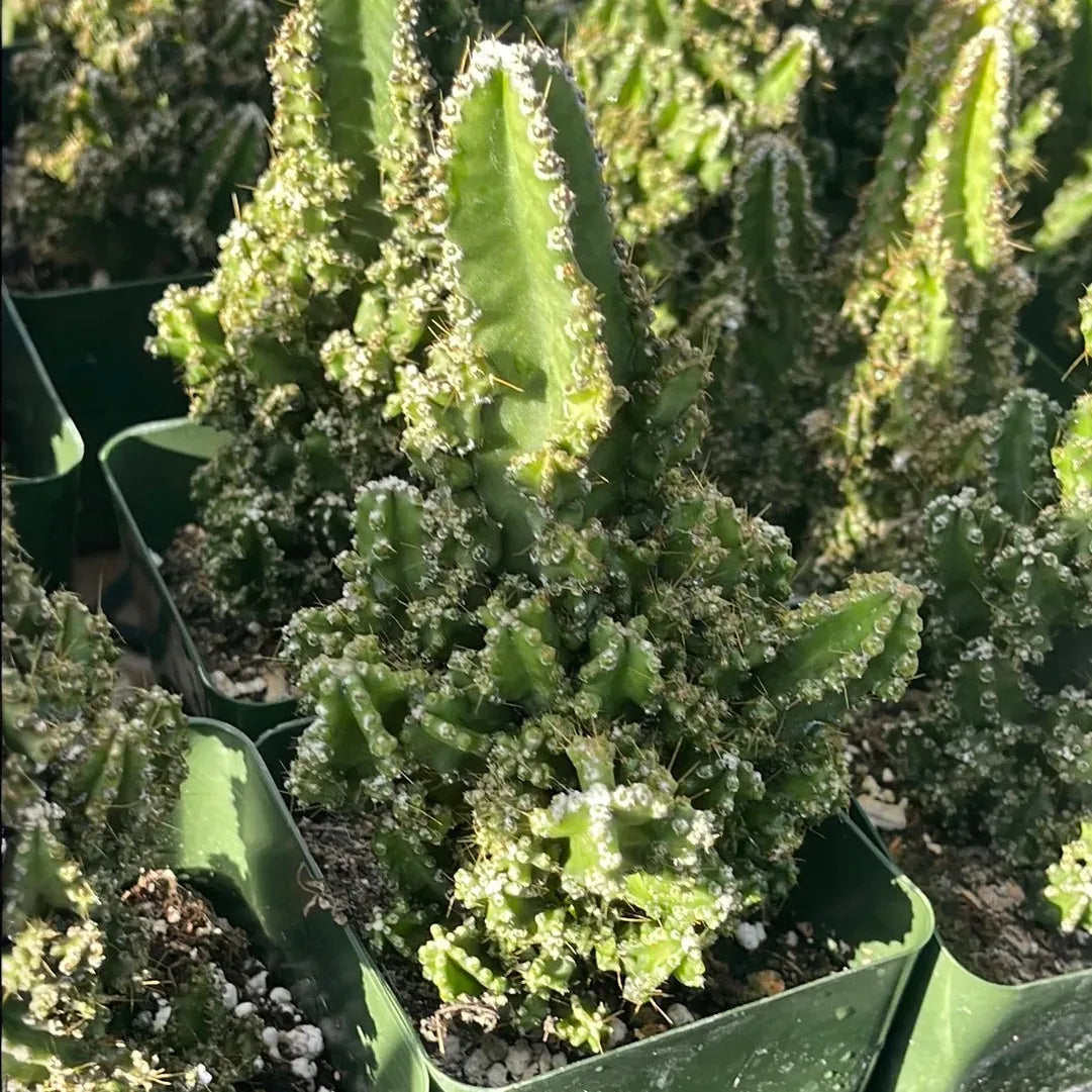 Fairytale Cactus Top Cutting - 9-12" Rooted Rare Cactus, Fast-Growing, Drought-Tolerant, Air-Purifying, Showy Blooms, Indoor/Outdoor Plant