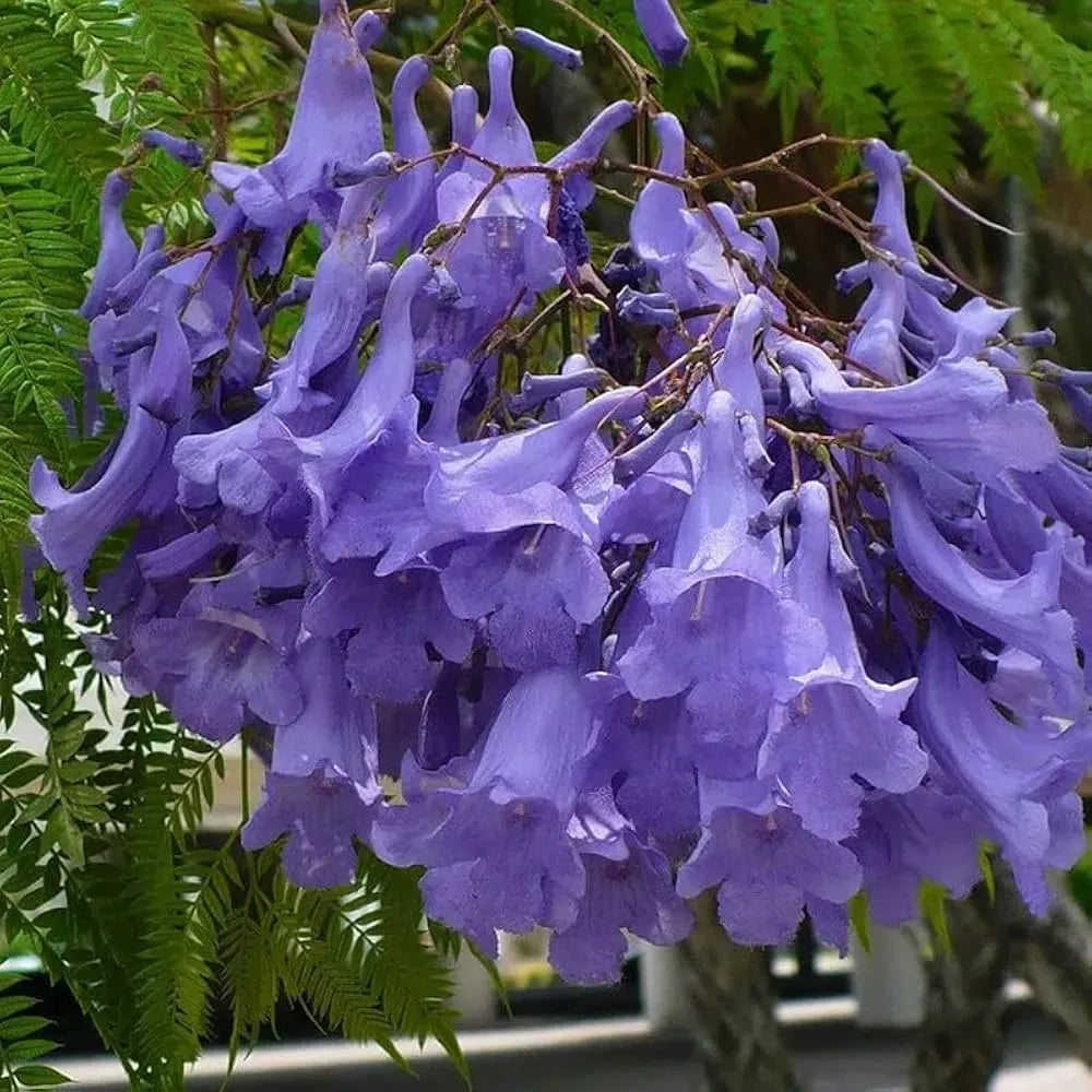 50 Blue Jacaranda Tree Seeds | Jacaranda mimosifolia | Fast-Growing Ornamental Tree with Purple Flowers | Non-GMO Tropical Seeds