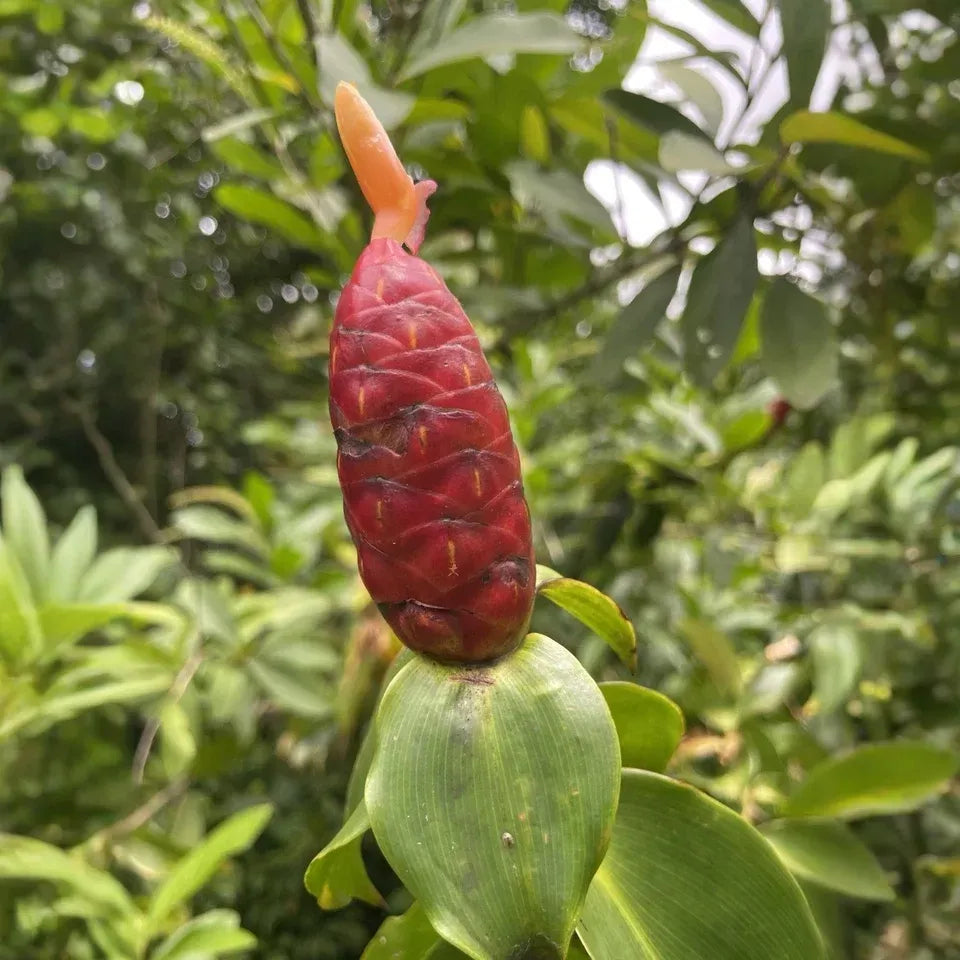 Costus Woodsonii Cuttings - 12 Pcs, Hawaiian-Grown Red Cone Ginger, Organic Shampoo Plant, Fast Rooting, Tropical Beauty, 8-10" Stems