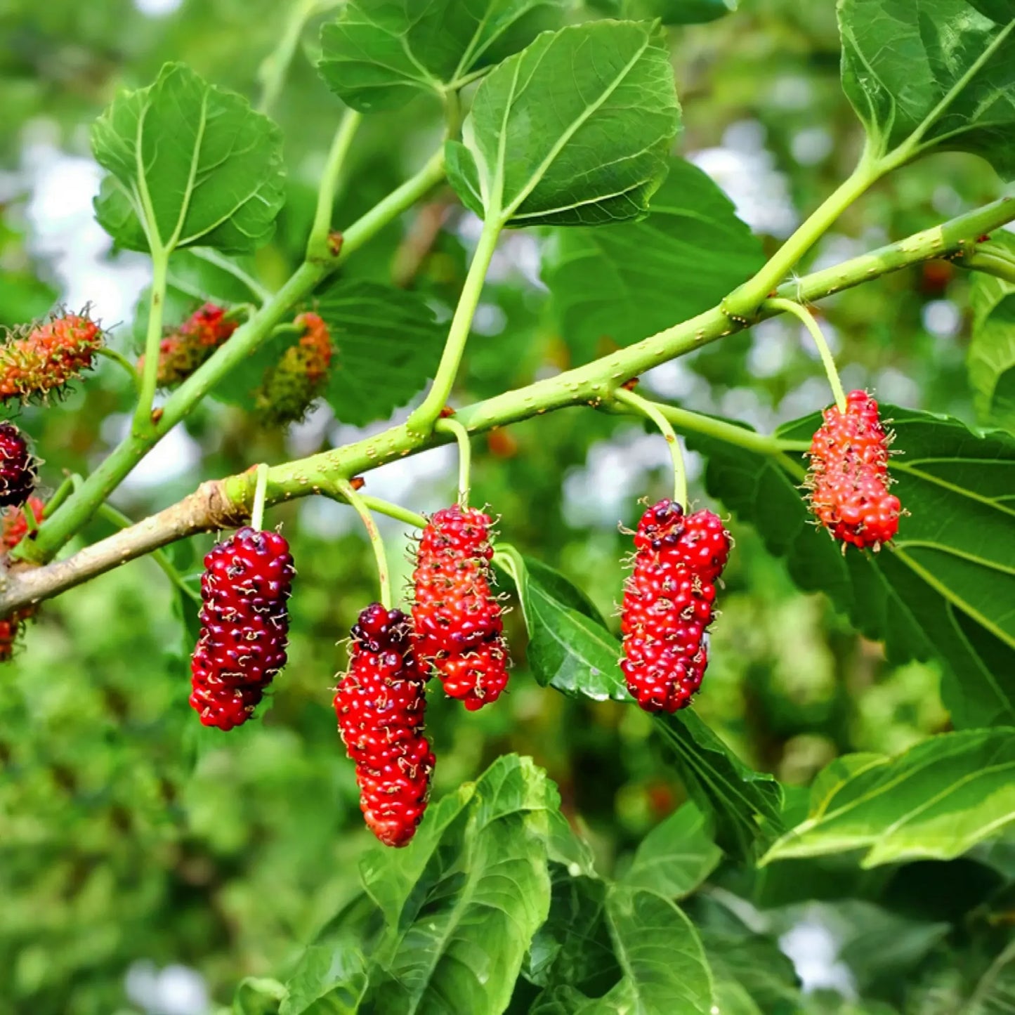 Red Mulberry Tree Cuttings - 12 Pack - Morus rubra - Fast Growing Fruit Tree - Wildlife Favorite -