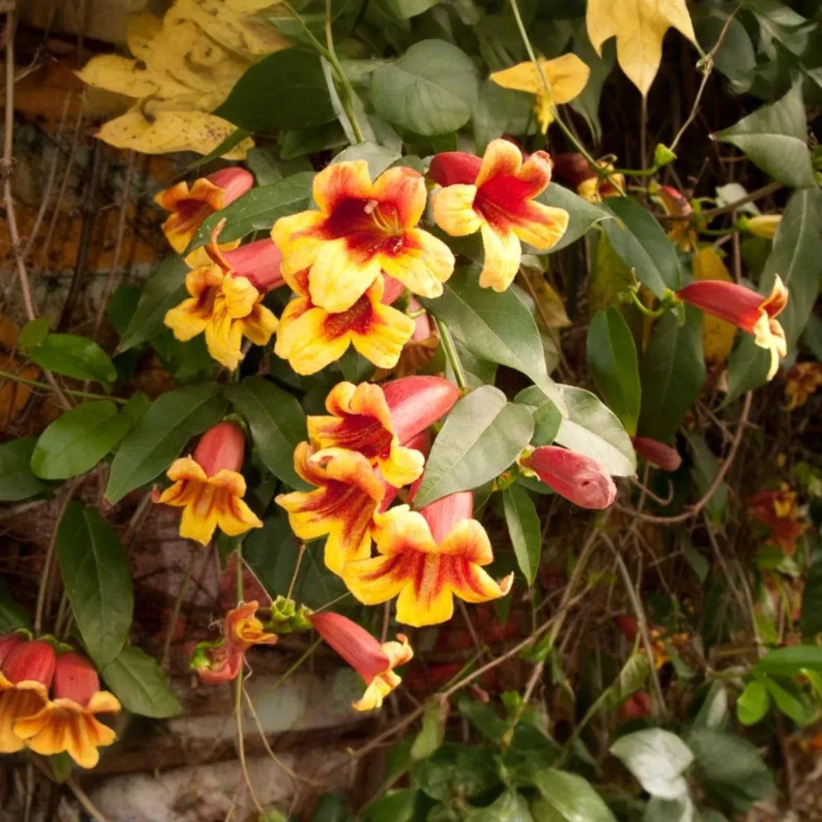 Bignonia Capreolata Yellow Crossvine Rooted Starter Plant Climber Attracts Pollinators