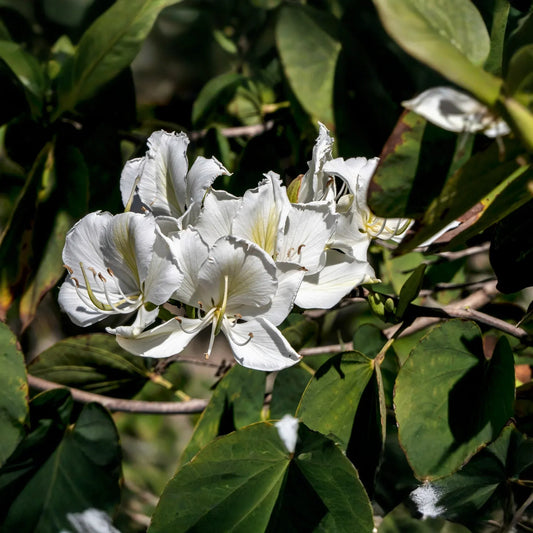 10 Seeds Bauhinia Alba – White Orchid Tree (Bauhinia variegata alba) | Stunning Flowering Plant for Planting