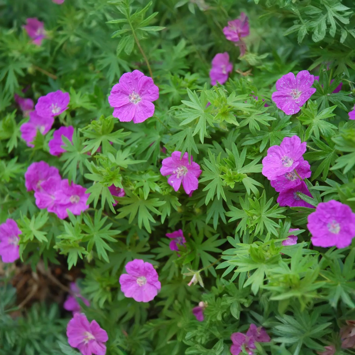 10 Cranesbill Wild Geranium Plants - Bare Root Geranium maculatum | Native Perennial Wildflower | Pollinator-Friendly Shade Plant