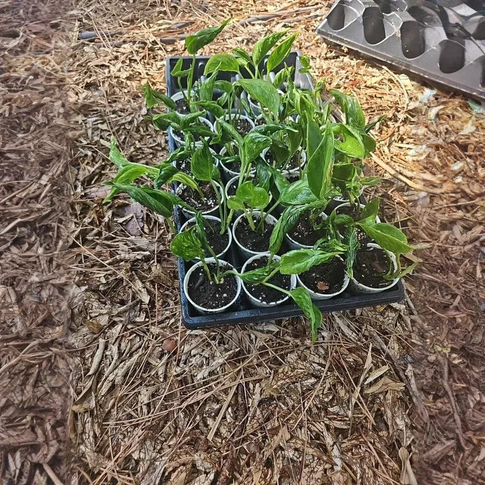 Shangri-La Pothos Cuttings - 2 Rooted Nodes, Rare Houseplant, Easy-Care Indoor Vine, Low Light Tolerant, Fast Growing Epipremnum