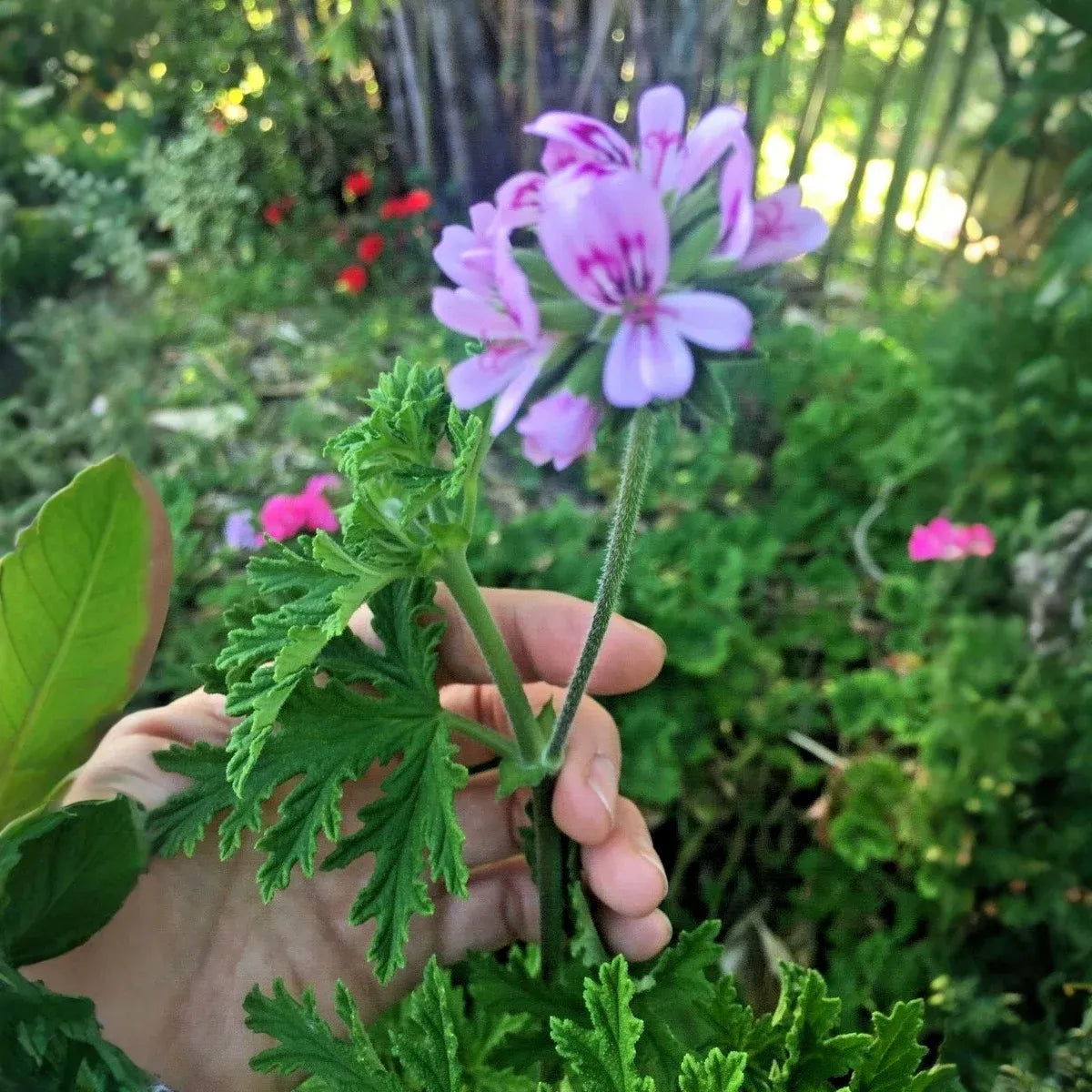 3 Pelargonium Citronella Lemon Scented Geranium Unrooted Cuttings, Pink Flowers, 3"-5", Natural Mosquito Repellent, Easy to Root Geranium