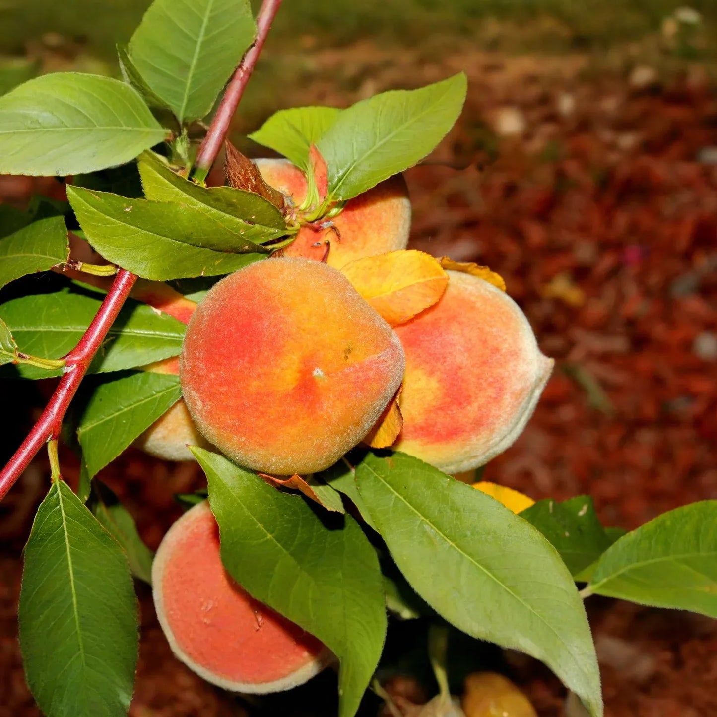 Elberta Peach Tree Cuttings - 4 Live 7+ Inch Cuttings, Prunus persica, Fruit Tree Propagation