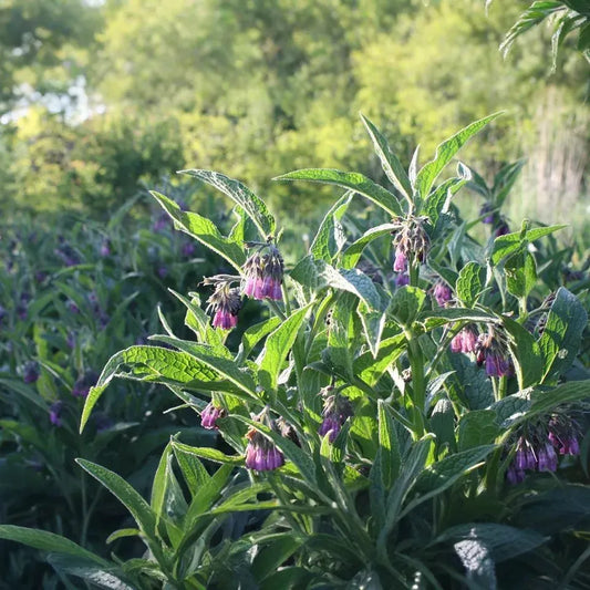10 Russian Comfrey Unrooted Cuttings - Bocking 14 Cultivar, Symphytum x uplandicum, Herb, Organic Fertilizer, Easy to Grow Starter
