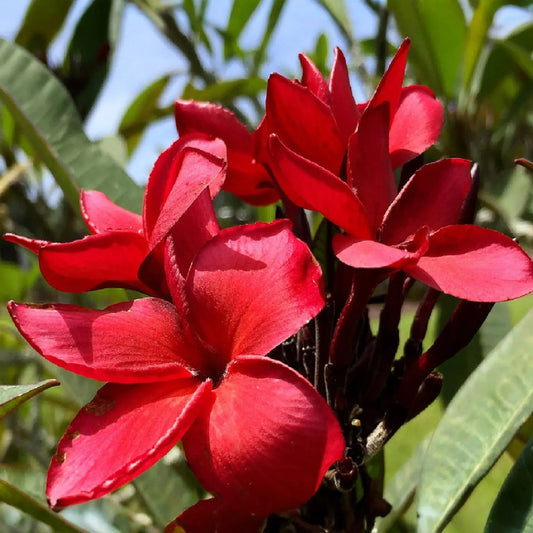 Plumeria Cuttings - Miami Rose Variety, 12-14 Inch Cuttings, Frangipani Plant Propagation
