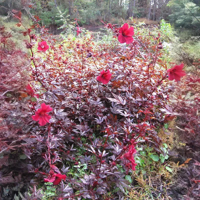 7 Live Cranberry Hibiscus Plant Clippings - Organic Edible Perennial, Perfect for Gardening & Cooking