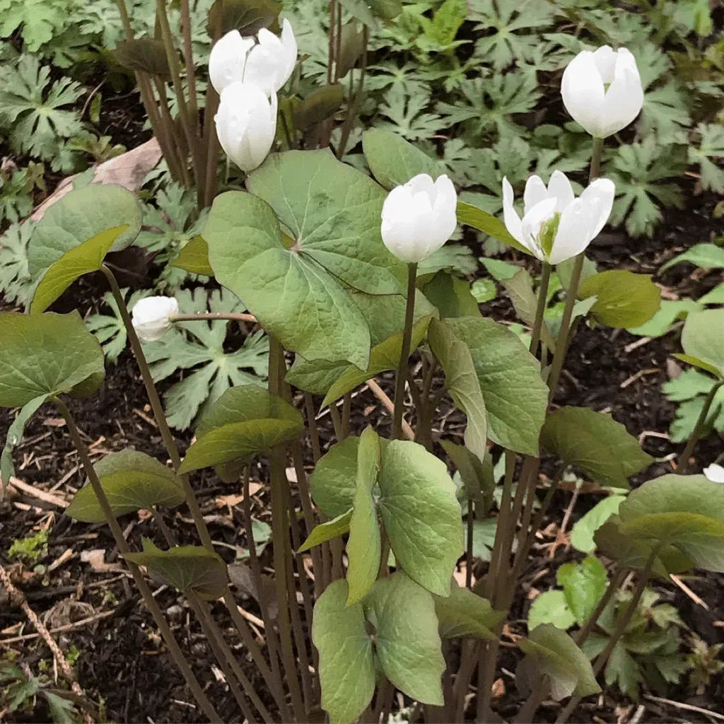 3 Twin Leaf Plants - Bare Root Jeffersonia Diphylla | Perennial Native Wildflower | Organic Shade Plant for Woodland Gardens