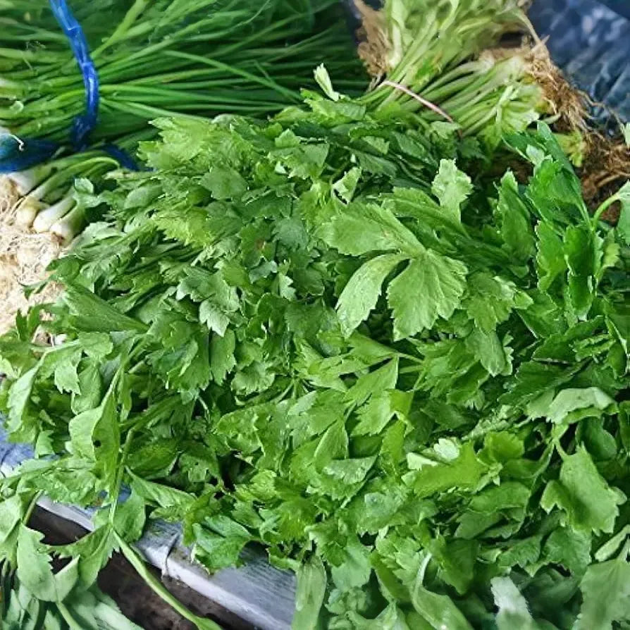 1350 Seeds Chinese Celery Kintsai Dark Green – Apium graveolens | Heirloom Celery for Planting, Gardening & Fresh Culinary Use
